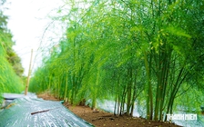 Trồng măng tây trên vùng cát ven biển, nông dân có tiền 'rủng rỉnh' mỗi ngày