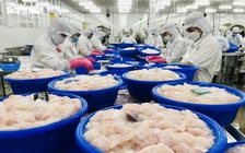 Cá tra Việt Nam tắc đường vào Mỹ?