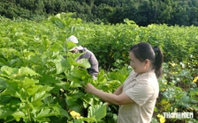 Nữ trưởng thôn ở Lào Cai của đồng bào Dao, Thái, Tày, Nùng