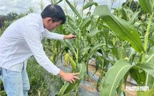 Nỗi lo sâu keo mùa thu và chuột đồng loạt tấn công cây ngô ở Gia Lai