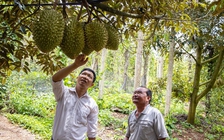 Sẽ có cuộc 'bùng nổ' lần thứ 2 của sầu riêng?