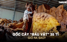 Gốc cây ‘báu vật’ 35 tỉ đồng từng gây xôn xao miền Tây, giờ ra sao?