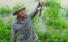 Nước lũ trắng đồng, người dân rủ nhau ra bờ đê bắt chuột