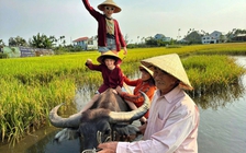 Vì sao các phụ huynh Úc từ bỏ công việc để đưa con đến Việt Nam học?