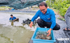 Thanh niên miền Tây đột phá nông nghiệp: Nuôi cá chạch lấu thu lãi gần 500 triệu đồng/năm