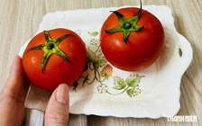 Vì sao chỉ nên ăn cà chua chín, không ăn cà chua xanh?