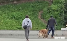 Công an làm rõ vụ đánh chó Alaska ở quảng trường Lâm Viên Đà Lạt