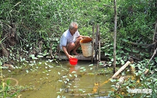 El Nino rất mạnh, gần 13.800 hộ dân Cà Mau có thể thiếu nước