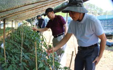 Duyên nợ giữa nhà khoa học và người 'cuồng' sâm