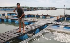 Cá chết hàng loạt trên sông Chà Và