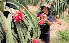 Nông dân lao đao vì thanh long ở Bà Rịa - Vũng Tàu rớt giá