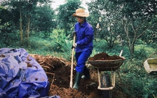 Cam sinh thái 'ăn' đậu tương, mắm cá