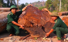 Mục sở thị gỗ lậu biên giới Lào, Campuchia
