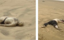 Quảng Ngãi: 2 thi thể trôi dạt vào bờ biển Khe Hai