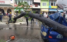 Mưa lớn Sài Gòn: Giông quét quật ngã nhiều cây đè ô tô, người thoát chết