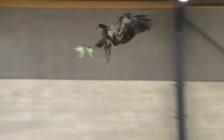 Hà Lan huấn luyện đại bàng 'bắt' UAV