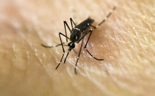 Thêm 2 ca nhiễm vi rút Zika tại Trung Quốc