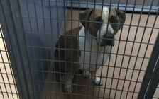 Mẹ ho làm chó giật mình cắn chết bé 3 ngày tuổi