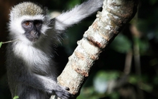 Một con khỉ làm cúp điện cả nước Kenya