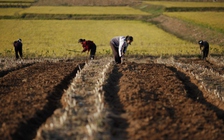 Nga viện trợ Triều Tiên hơn 3.000 tấn bột mì