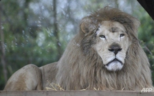 Sư tử tấn công 2 người trông thú tại Nhật Bản