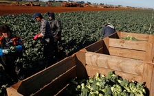 Lao động Việt bị bóc lột tiền lương tại Úc