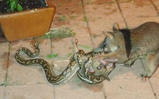 Cảm động cảnh chồn mẹ quyết đấu với trăn để cứu con