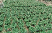 Úc bắt 3 người Việt cùng lượng cần sa trị giá hơn 89 tỉ đồng