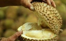 Hàng trăm sinh viên Úc sơ tán vì mùi sầu riêng