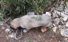 Cún con mất mẹ đột nhiên nổi tiếng sau cuộc đột kích tiêu diệt thủ lĩnh IS