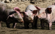 Lão nông Ba Lan bị bầy heo nhà ăn thịt