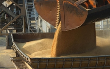 Trung Quốc đánh thuế chống phá giá lên đại mạch Úc khi quan hệ căng thẳng vì Covid-19