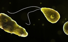 Phát hiện ký sinh trùng ăn não, 8 thành phố Mỹ bị cúp nước