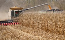 Mỹ nói Trung Quốc đang mua nông sản đúng chỉ tiêu thỏa thuận