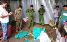 Kho tê tê, rắn hổ mang chúa, khỉ đuôi dài 'khủng' trái phép tại nhà dân