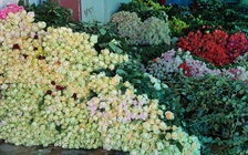 Lần đầu tiên hoa hồng Đà Lạt rớt giá trước Valentine 14.2 do ảnh hưởng Corona