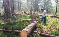 Triệt hạ 4 cây thông, một nông dân bị xử phạt 80 triệu đồng