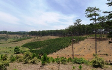 Tây nguyên mất 46.267 ha rừng tự nhiên mỗi năm