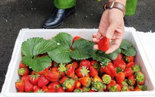 Sau sân bay Liên Khương, dâu tây Trung Quốc lên Đà Lạt từ Tân Sơn Nhất