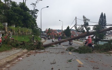 Đà Lạt: Thông cổ thụ gãy đổ do bão số 9