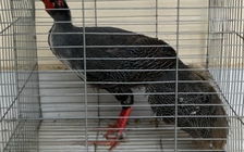 Vì sao mua bán, tàng trữ 5 con gà lôi trắng bị phạt gần 1,2 tỉ đồng?