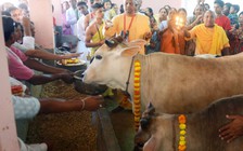 Giết bò ở Ấn Độ, coi chừng lãnh án tù chung thân