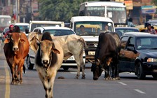 Bò đi dạo trong sân bay, hai máy bay phải chuyển hướng hạ cánh