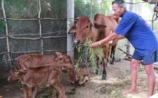 Bò sinh ba, chủ bò bỏ rượu