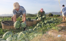 1.000 tấn dưa hấu phơi nắng ngoài đồng không có người mua