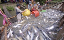 Tôm, cá cùng gặp khó ở Trung Đông