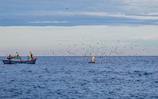 'Tour xem cá voi khổng lồ' ở Bình Định gây tranh cãi