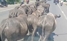 Trâu bò nhập lậu, Hiệp hội chăn nuôi gia súc lớn lên tiếng