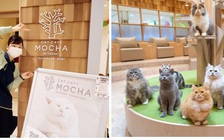 Những quán cà phê có rất nhiều… mèo nổi tiếng ở châu Á