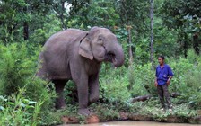 'Trải nghiệm thân thiện với voi ở Yok Đôn' vào Top 20 tour độc đáo Việt Nam